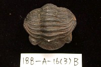 藏品(三葉蟲)的圖片